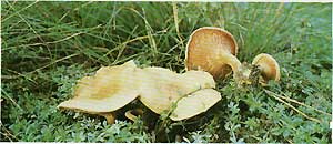  (Hygrophoropsis aumntiaca)
