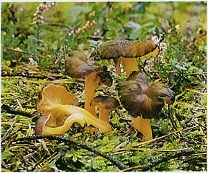   (Cantharellus lutescens)