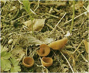   (Dumontiona tuberosa (Sclerotinia tuberosa))