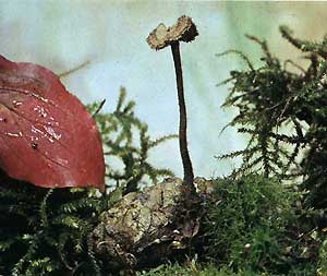   (Auriscalpium vulgare)