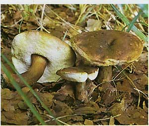   (Gyroporus castaneus)