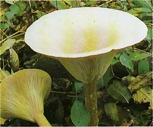   (Clitocybe geotropa)