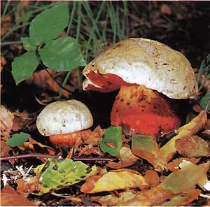 Сатанинский гриб - ядовитые грибы. Описание и фото сатанинского гриба.