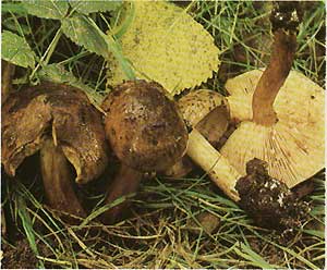   (Tricholoma populinum)