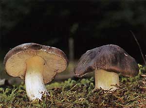   (Tricholoma portentosum)