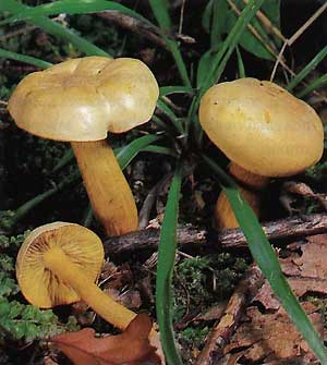 Tricholoma fulvum, Рядовка желто-бурая