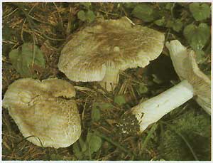  ,   (Tricholoma pardalotum (Tricholoma pardinum))