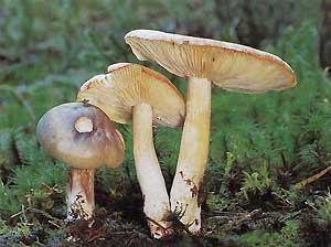   (Tricholoma saponaceum)