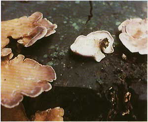   (Lentinus torulosus (Panus conchatus))