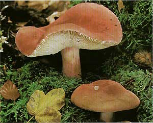   (Russula lepida (Russula rosacea))