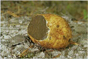  ,   (Rhizopogon obtectus (Rhizopogon luteolus))